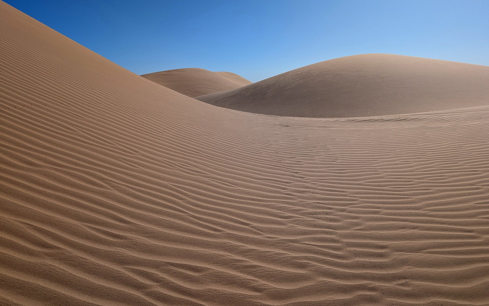 Rippled sand dunes curve under a clear blue sky in the desert
